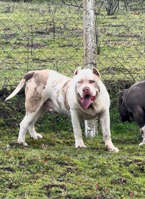American bully XL / Американско були ХЛ