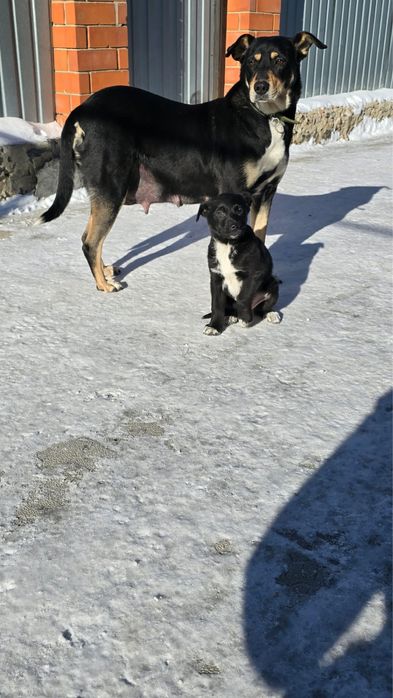 Отдам бесплатно в добрые руки