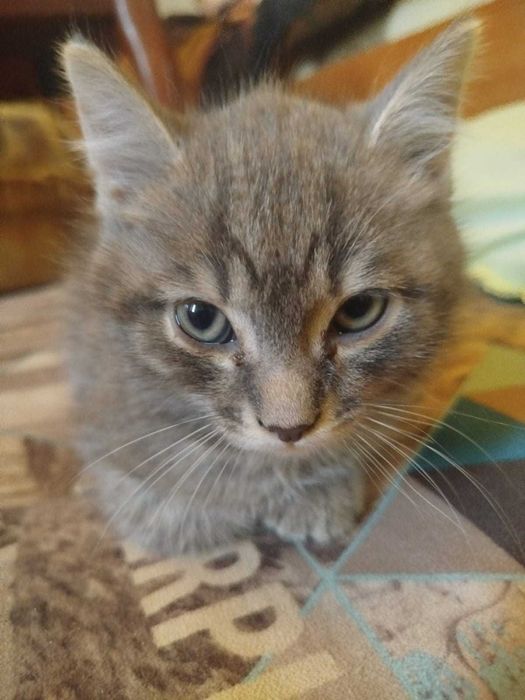 Котенок в добрые руки