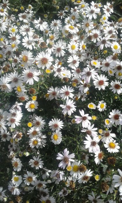 Саженцы сентябринок белых и сиреневых один саженец 500 тг