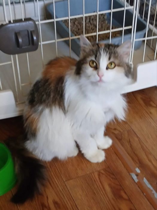 Самая милая кошка