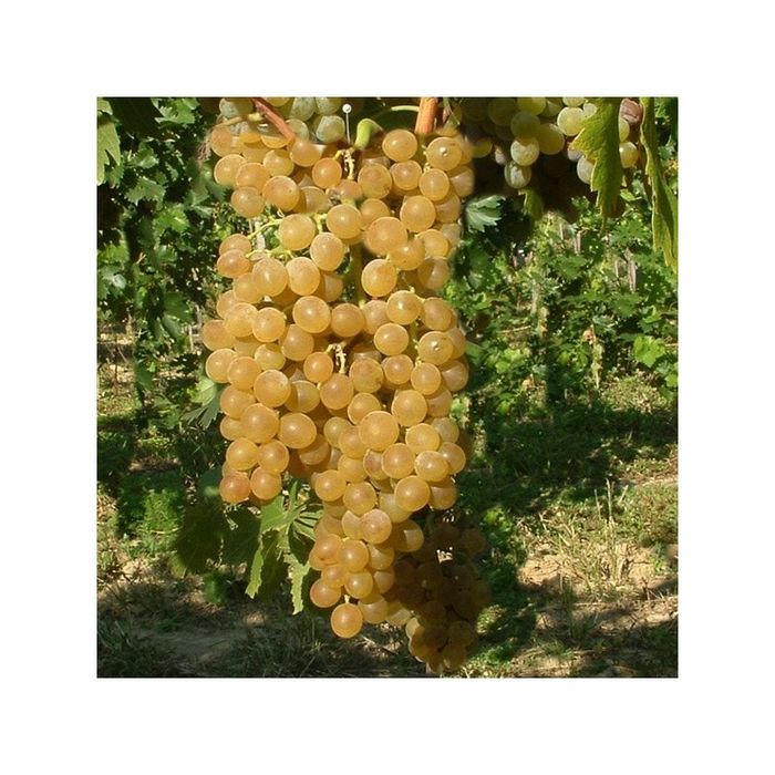 Vita de vie nobila 23  soiuri de masa albe