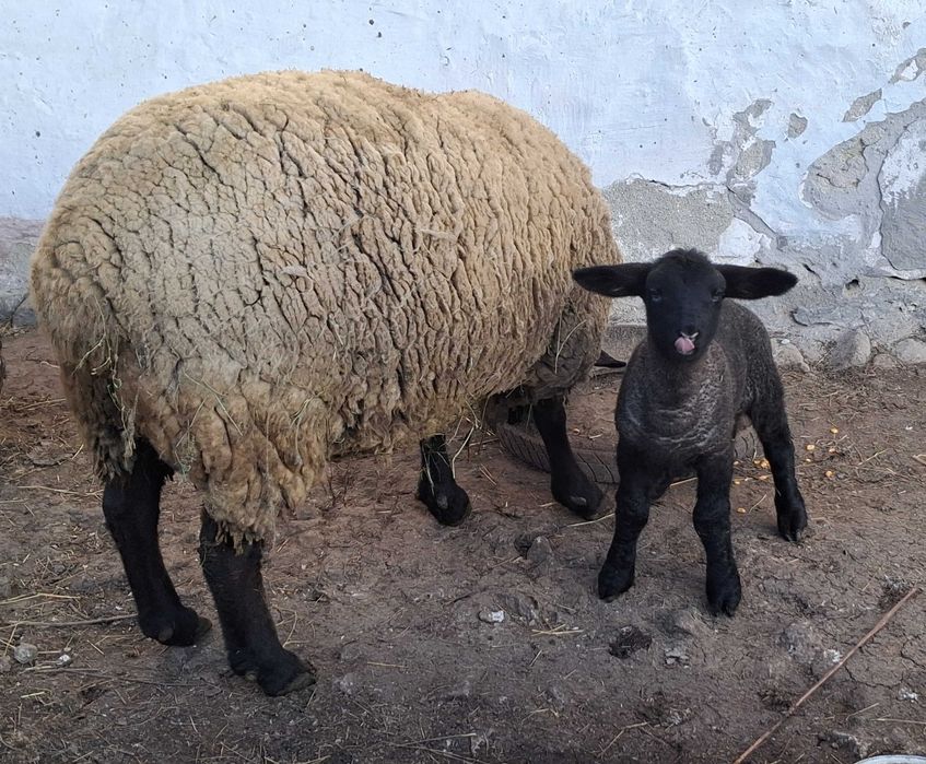 De vânzare 2 oi suffolk şi o oaie cu miel