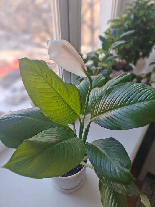 Комнатные цветыы