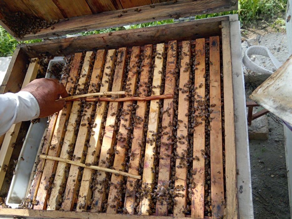 Асалари сотилади