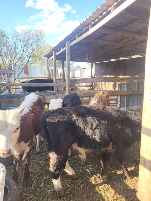 Еркек баспақтар бар сатылатын