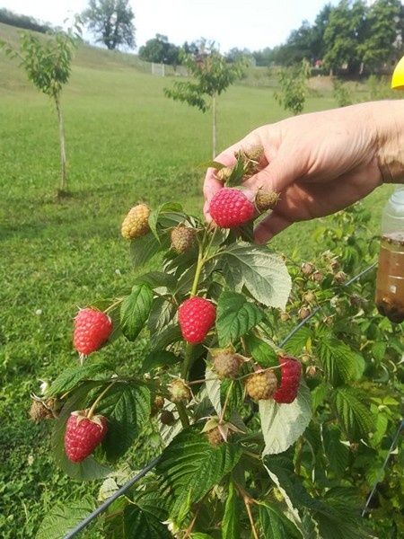 Жемис кошеттери Шыршылар