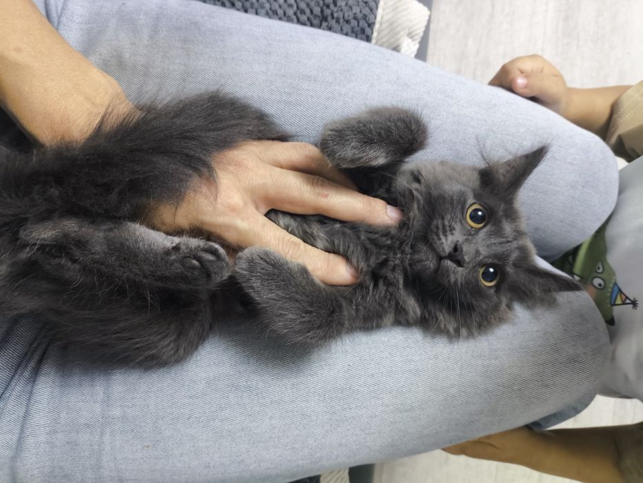Котята ищут дом,