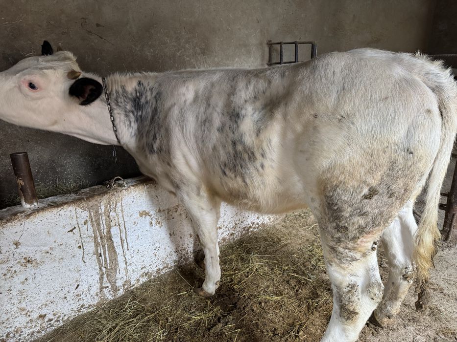 Vand vitele de monta