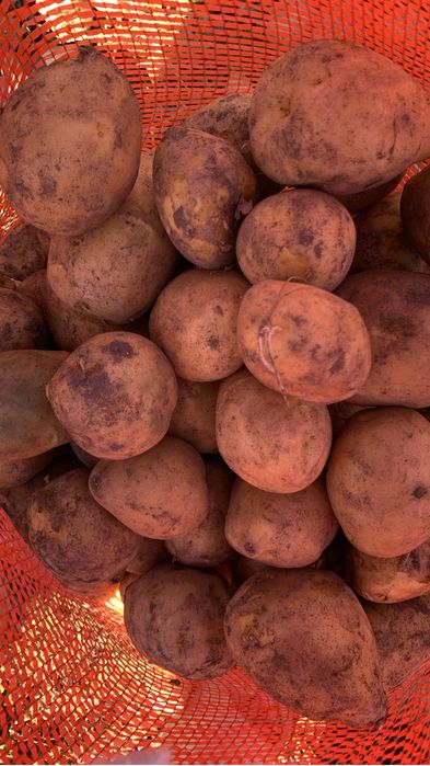 Продам картофель «Гала»