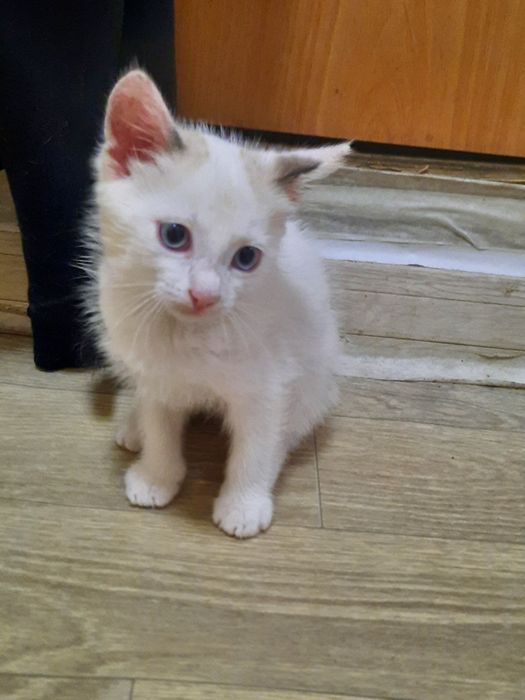 Отдам котенка в добрые руки