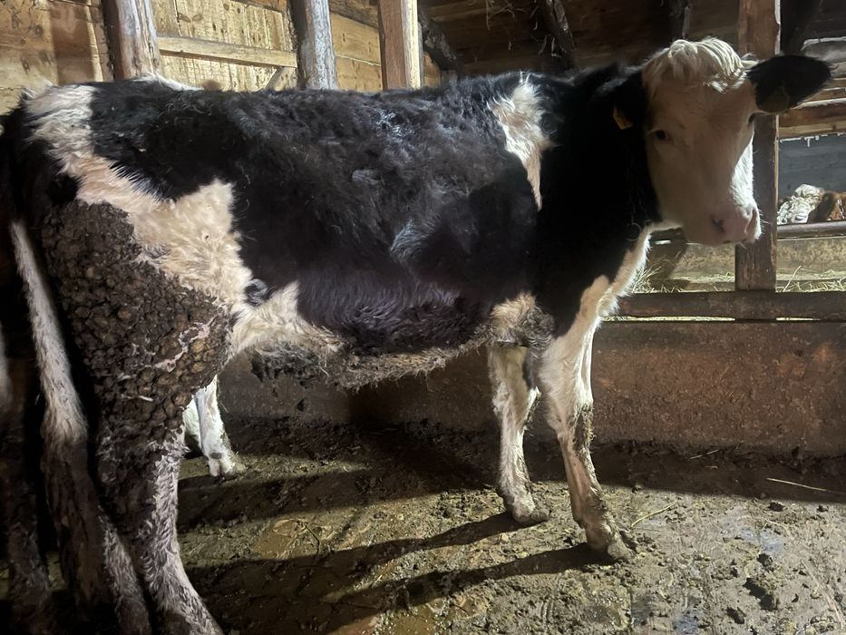 Vand vitele din mame bune de lapte