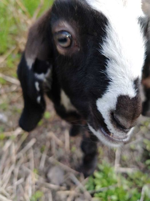 Козочки Нубийские