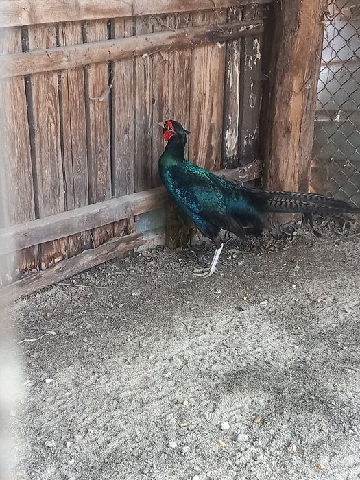 Fazan Tenebros  An 2024