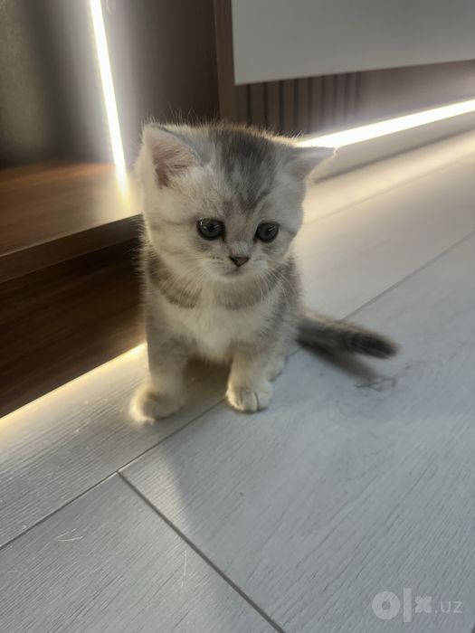 Zotli mushukchalar sotiladi 2 oylik