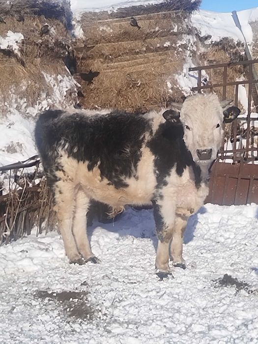 Бычки и тёлочки на