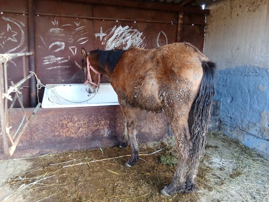 Тай сатылады еркек тай