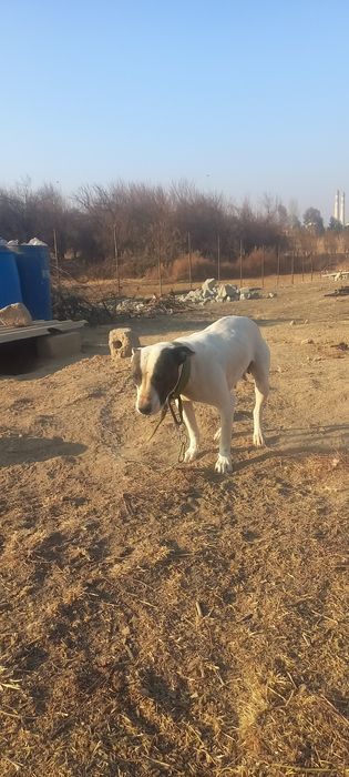 Ит сатылады быр туган