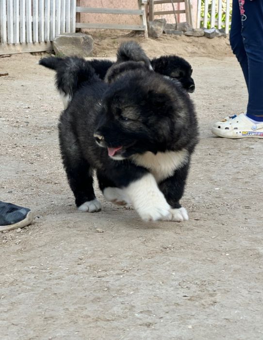 Щенки!!Кавказцы!!