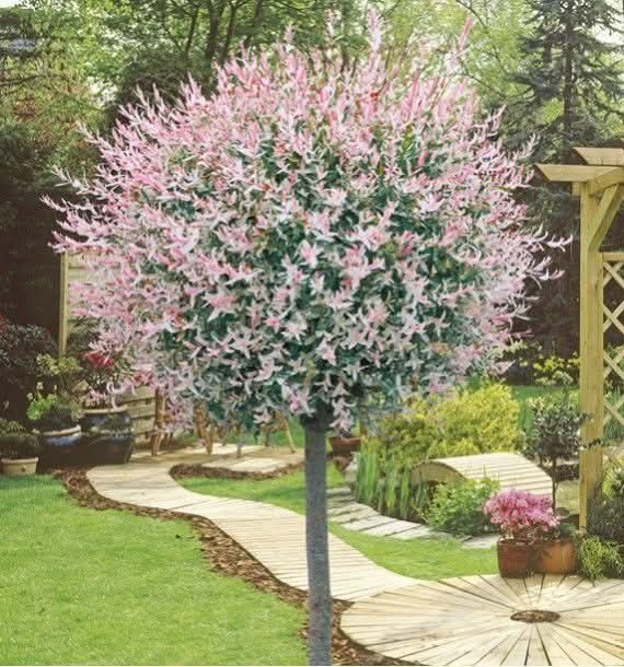 Японска върба (salix hakuro-nishiki)