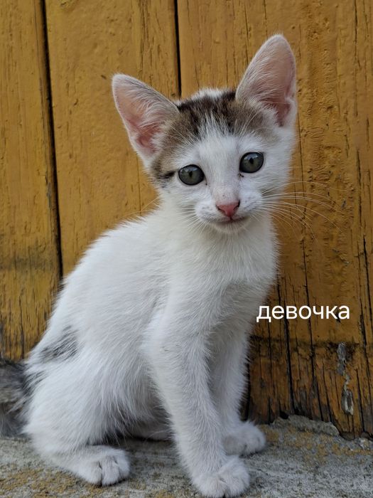 Котята в добрые руки