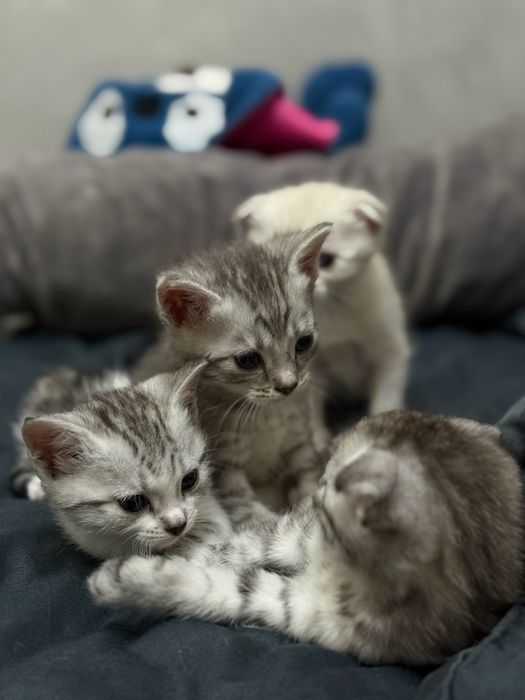 Продаются шотландские котята