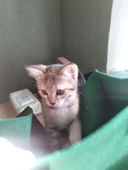 Отдам даром котят