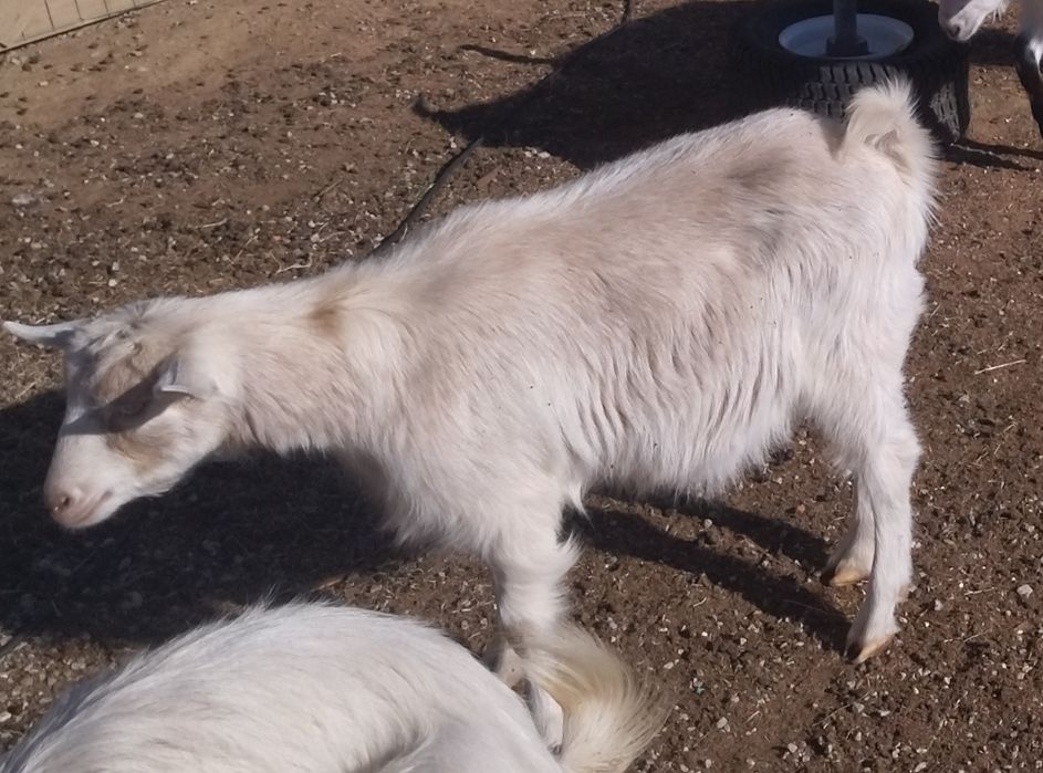 10 кози и 1 мъж запас