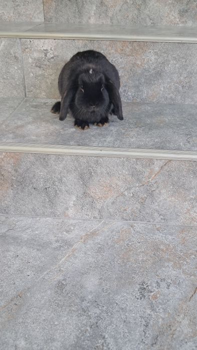 Iepuri berbec pitic (Holland Lop)