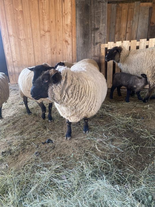 Berbec sulfok de vanzare.