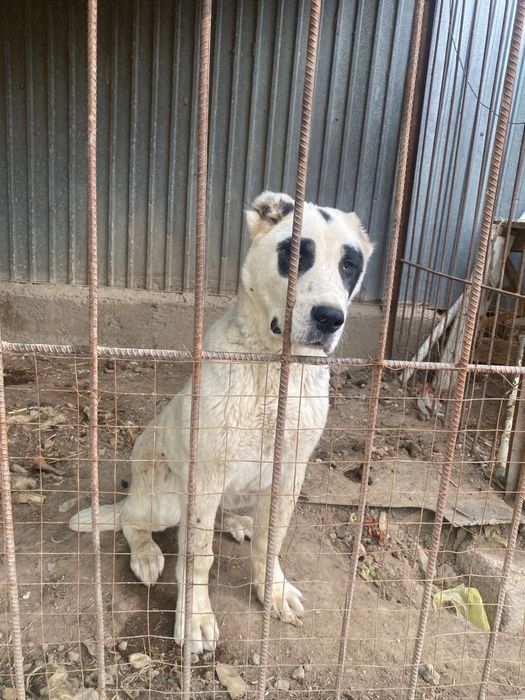 Алабай щенок Алабай күшік