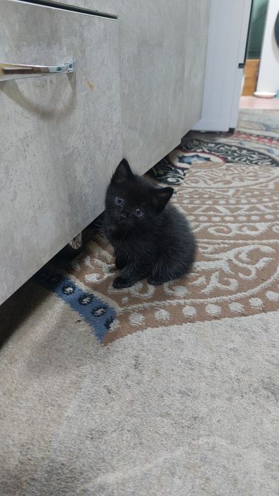 отдам милых  котят