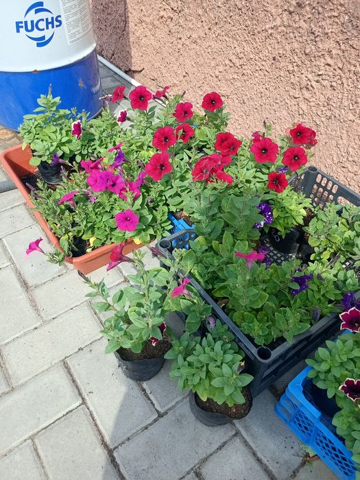 РАСПРОДАЮ ампельную петунию