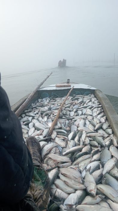 Продам пелядь.Только опт.Самовывоз.
