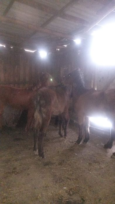 Продам лошадей жабагы