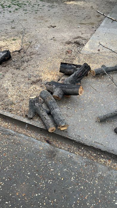 Отдам даром Дрова / тегін отын