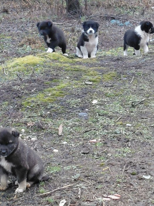 Donez catei maidanezi