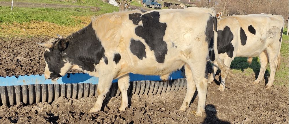 Свободни телета 400-500кг.