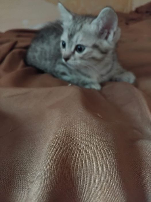 Отдам кошечку в добрые руки