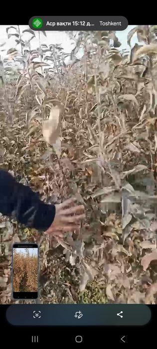 Мевалий кучатлар дехконларидан оптом