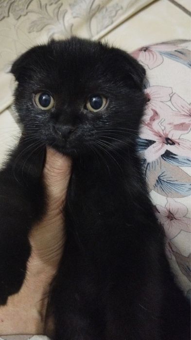 Мажор ищет дом и семью!