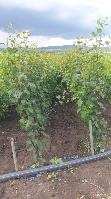 Pomi fructiferi altoiti en gross