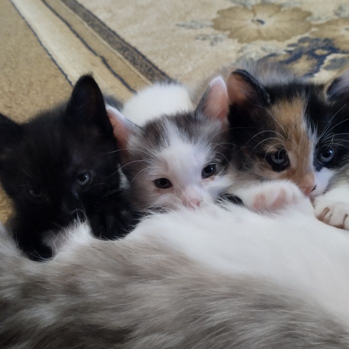 Отдаем котят в добрые руки