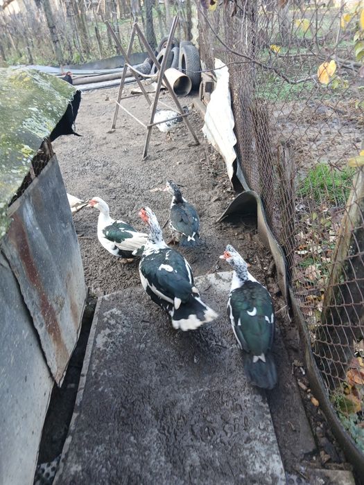 Schimb  cocoși motata olandeza