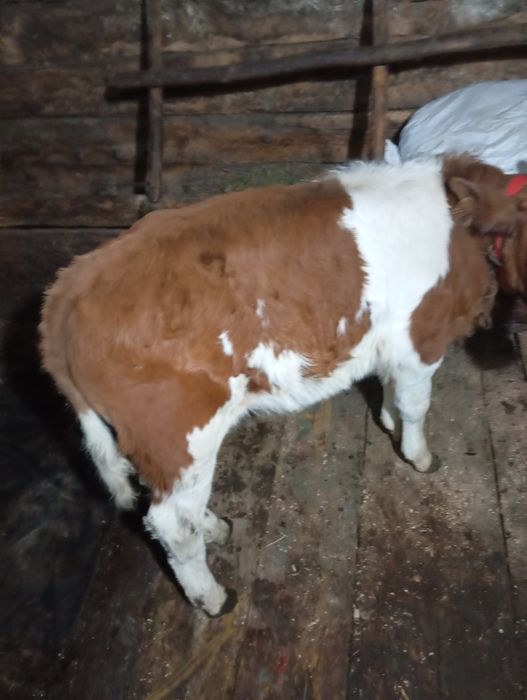 Vacă cu vițel de vânzare