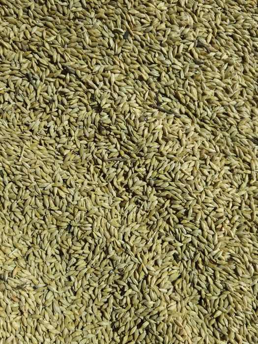 Арпа. Ячмень. Сатылады.