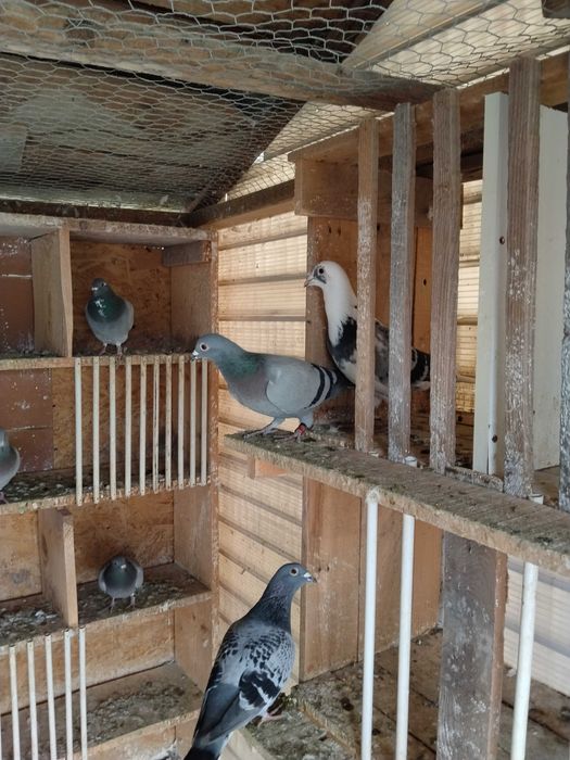 Porumbei voiajori de vanzare