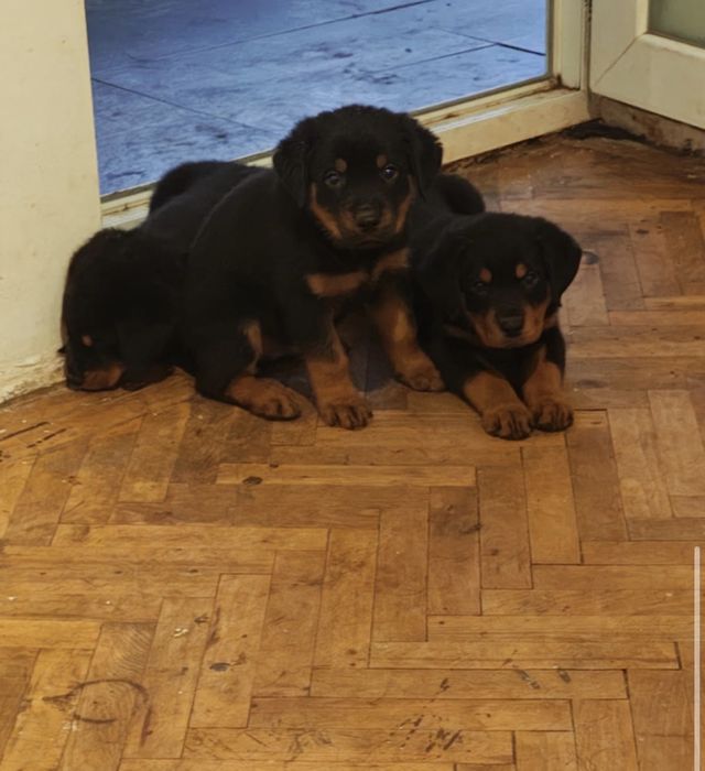 Vanzare pui rottweiler rasa pura