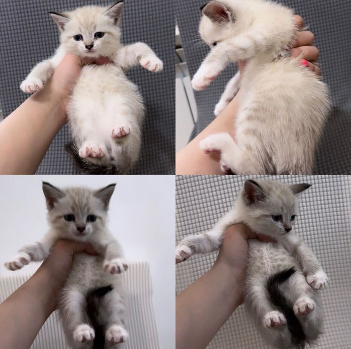 Белоснежная шиншилла котята!!