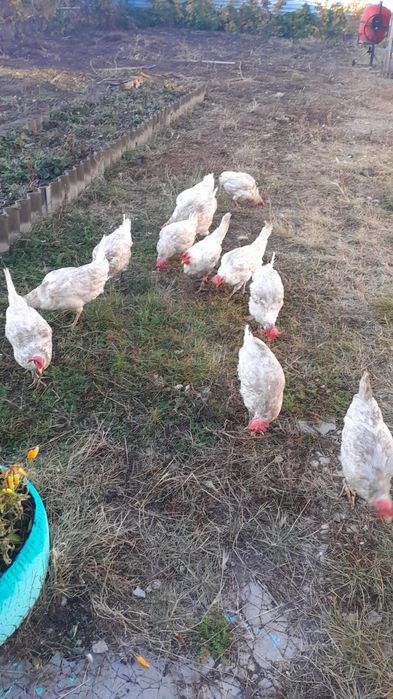 Продам куры несушки